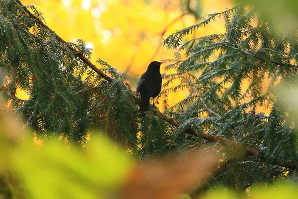 Blackbird Turdus Merula Eurazjatycki Blackbird Gałęzi Drzewa — Zdjęcie stockowe