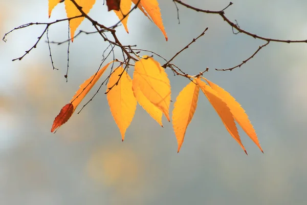Detailní Záběr Javorových Listů Podzim — Stock fotografie