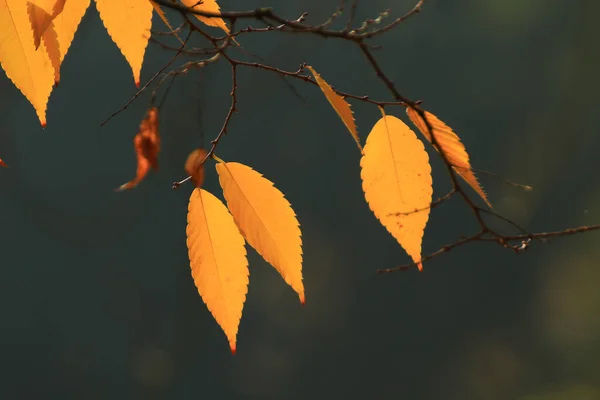 Detailní Záběr Javorových Listů Podzim — Stock fotografie