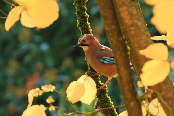 Garrulus Glandarius Pájaro Colores Otoñales Naturaleza Salvaje Alemania Hermoso Colorido — Foto de Stock
