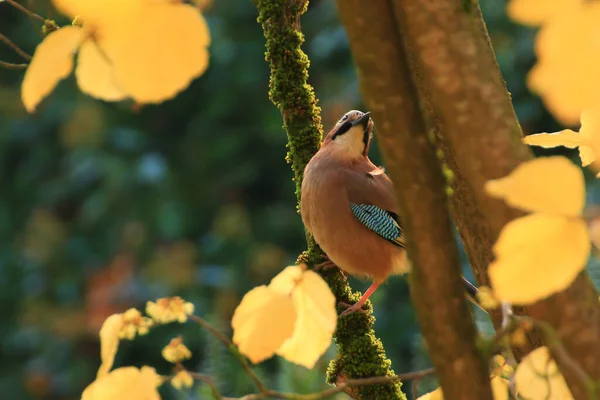 Garrulus Glandarius Ptak Jesiennych Kolorach Dzika Natura Niemiec Piękna Kolorowa — Zdjęcie stockowe