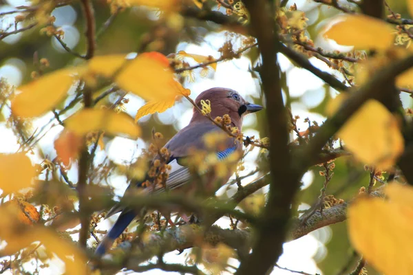 Garrulus Glandarius Ptak Jesiennych Kolorach Dzika Natura Niemiec Piękna Kolorowa — Zdjęcie stockowe