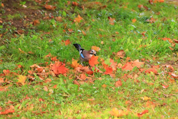 Garrulus Glandarius Bird Autumn Colors Wild Nature Germany Beautiful Colorful — Stock Photo, Image