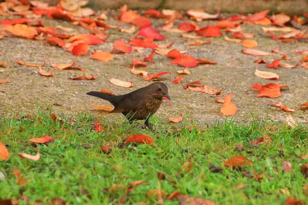 Title Common Blackbird Turdus Merula Eurasian Blackbird Tree Branch — Stock Photo, Image