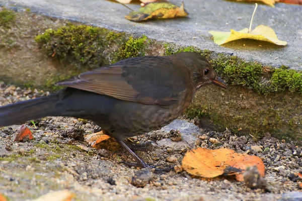 Title Common Blackbird Turdus Merula Eurasian Blackbird Tree Branch — Stock Photo, Image