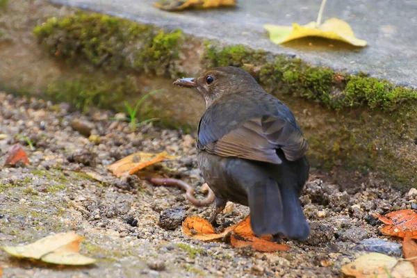 Título Common Blackbird Turdus Merula Eurasian Blackbird Galho Árvore — Fotografia de Stock