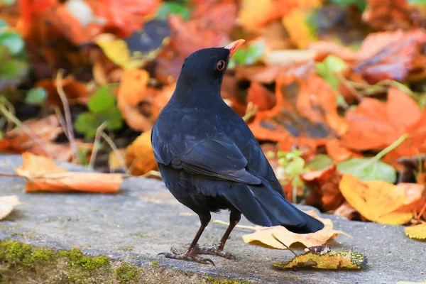 Título Common Blackbird Turdus Merula Eurasian Blackbird Tree Branch — Foto de Stock