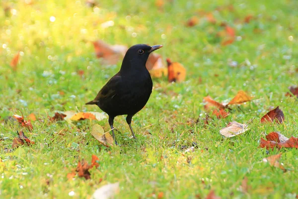 Название Обыкновенный Дрозд Turdus Merula Евразийский Дрозд Ветке Дерева — стоковое фото