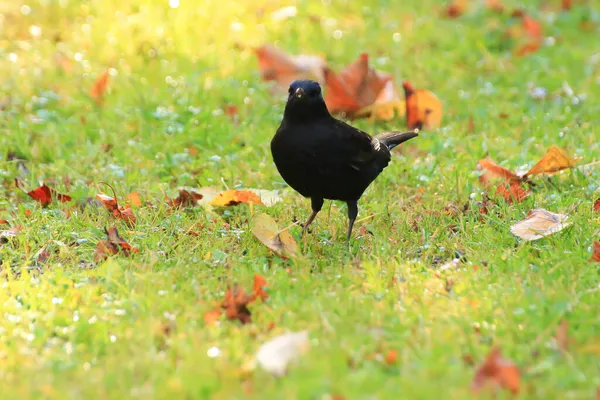 Titel Vanlig Koltrast Turdus Merula Eurasisk Koltrast Trädgren — Stockfoto