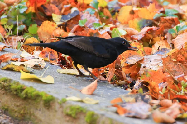 Titolo Merlo Comune Turdus Merula Merlo Eurasiatico Ramo Albero — Foto Stock