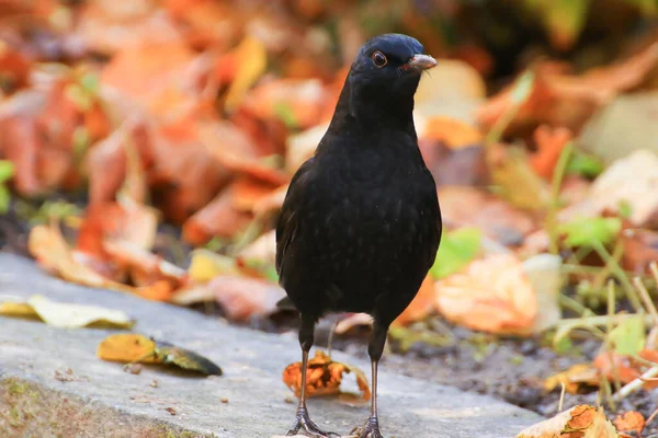 Titel Gewone Merel Turdus Merula Euraziatische Merel Een Boomtak — Stockfoto