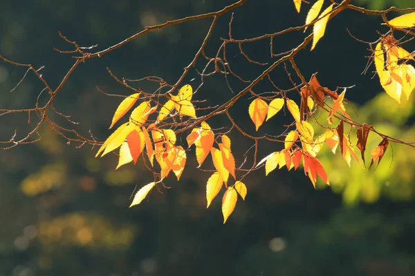 Krásná Podzimní Krajina Barevným Listím Parku — Stock fotografie
