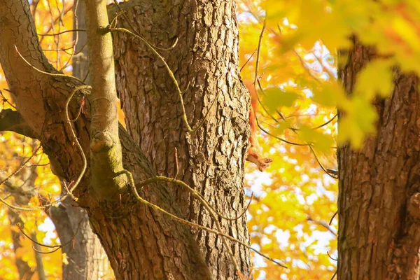 Portrait Eurasian Red Squirrel Climbing Tree Park — Stock Photo, Image