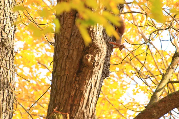 Porträt Des Eurasischen Rothörnchens Das Park Auf Einen Baum Klettert — Stockfoto