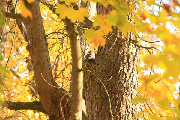 Portret Eurazjatyckiej Czerwonej Wiewiórki Wspinającej Się Drzewo Parku — Zdjęcie stockowe