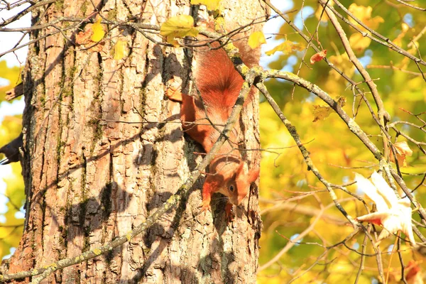 Portrait Écureuil Roux Eurasie Grimpant Sur Arbre Dans Parc — Photo