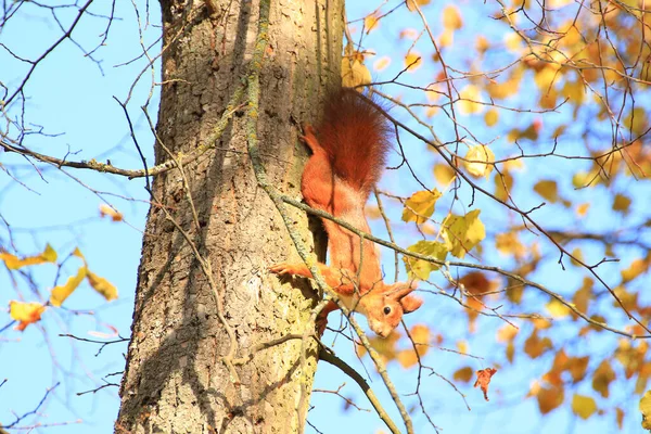 Porträtt Eurasiatiska Röda Ekorre Klättra Träd Parken — Stockfoto