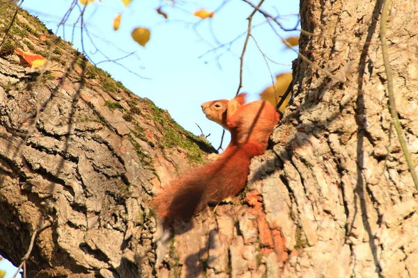 Portret Eurazjatyckiej Czerwonej Wiewiórki Wspinającej Się Drzewo Parku — Zdjęcie stockowe