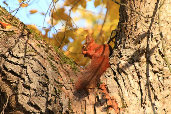 Portrait Eurasian Red Squirrel Climbing Tree Park — Stock Photo, Image
