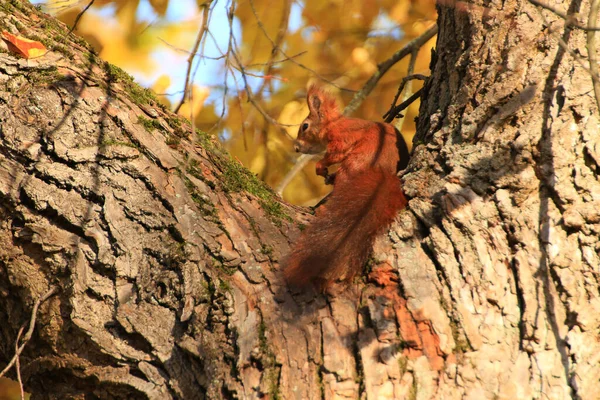 Portrait Écureuil Roux Eurasie Grimpant Sur Arbre Dans Parc — Photo