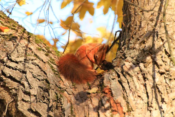 Porträtt Eurasiatiska Röda Ekorre Klättra Träd Parken — Stockfoto