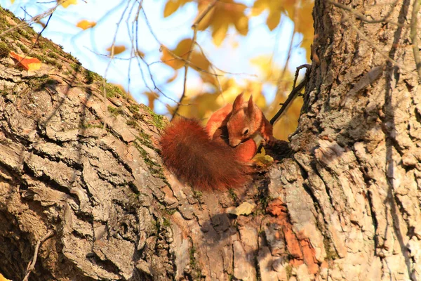 공원에서 나무에 오르는 유라시아붉은 다람쥐의 — 스톡 사진