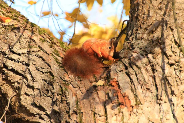 Ritratto Scoiattolo Rosso Eurasiatico Arrampicato Albero Nel Parco — Foto Stock