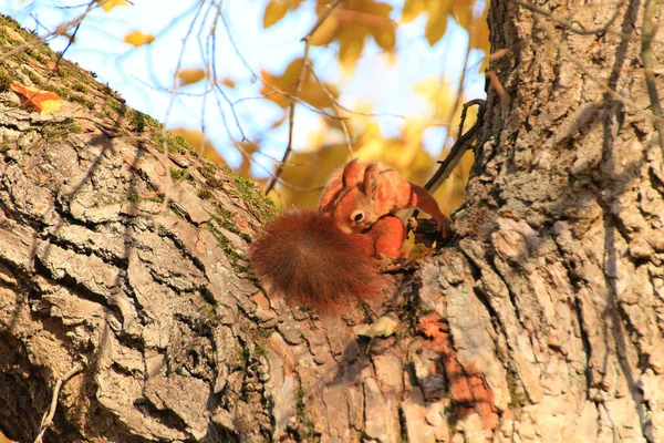 Retrato Esquilo Vermelho Eurasiano Subindo Árvore Parque — Fotografia de Stock