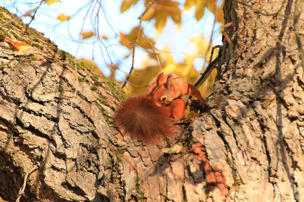 Porträt Des Eurasischen Rothörnchens Das Park Auf Einen Baum Klettert — Stockfoto