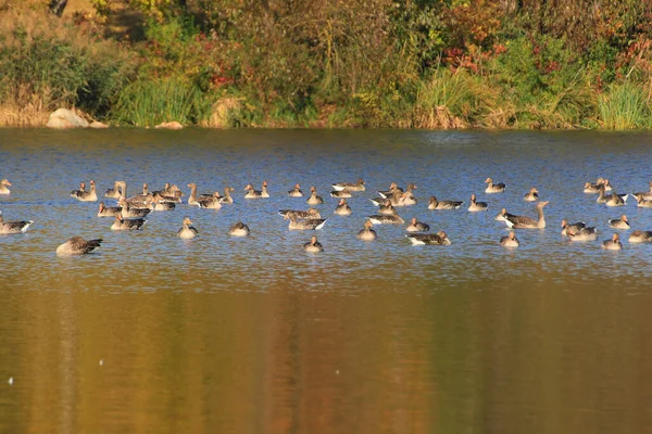 Patos Selvagens Lago Perto Rio Danúbio Alemanha — Fotografia de Stock
