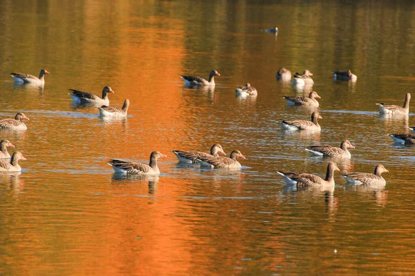 Canards Sauvages Sur Lac Près Danube Allemagne — Photo