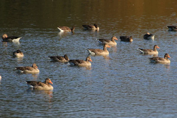 Wild Ducks Lake Danube River Germany — Stock Photo, Image