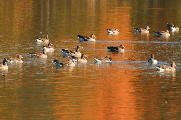 ドイツのドナウ川の近くの湖の上の野生のアヒル — ストック写真