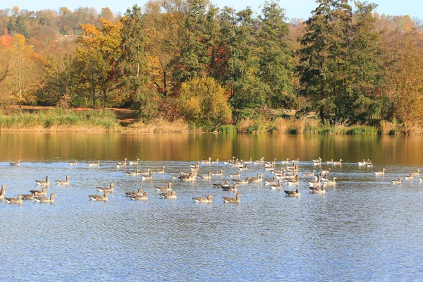 독일의 근처에 호수의 오리들 — 스톡 사진