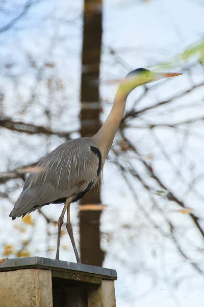 Gray Heron Pond Autumn Season — Stock Photo, Image