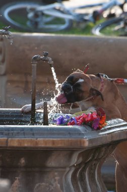 TIMISOARA, ROMANIA - April 30, 2013: a dog drinking water from a public fountain