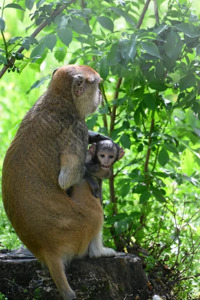 Seorang Ibu Monyet Sedang Memberi Makan Anaknya Tengah Hutan — Stok Foto