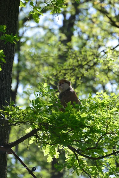 Mother Monkey Feeding Her Cubs Middle Forest — Stock fotografie