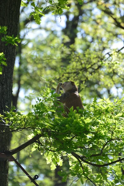 Una Madre Mono Está Alimentando Sus Cachorros Medio Del Bosque — Foto de Stock