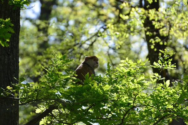 stock image A mother monkey is feeding her cubs in the middle of the forest.