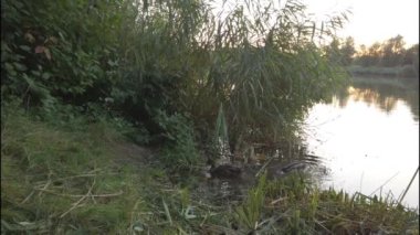 Günbatımında Almanya, Regensburg yakınlarındaki Tuna Nehri üzerinde yüzen vahşi ördekler