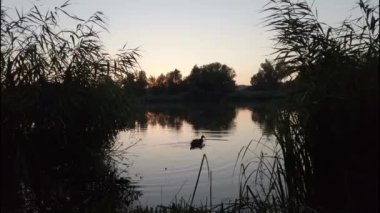 Günbatımında Almanya, Regensburg yakınlarındaki Tuna Nehri üzerinde yüzen vahşi ördekler