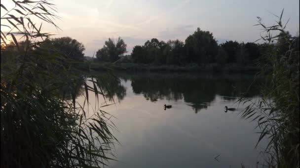 Άγρια Πάπιες Που Επιπλέουν Στα Νερά Του Ποταμού Δούναβη Κοντά — Αρχείο Βίντεο