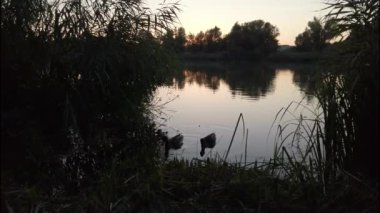 Günbatımında Almanya, Regensburg yakınlarındaki Tuna Nehri üzerinde yüzen vahşi ördekler