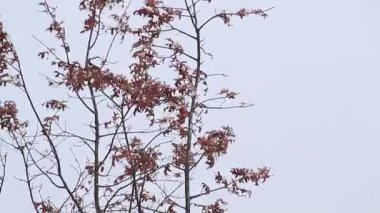 Kar ve rüzgar sonbahar yapraklarında ve ağaçlarda esiyor.