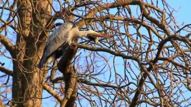 Güz mevsiminde bir ağaçta gri balıkçıl