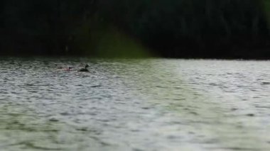 Tuna nehrinde yüzen büyük ibikli kuş.