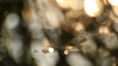 Bataklık bitkisi altın saat gün batımında. 