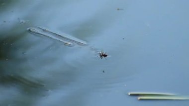 Bir eşek arısı göl suyunda boğuluyor.