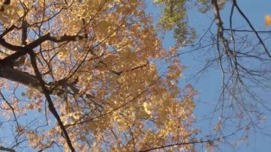 Ağaçlardan düşen sonbahar yaprakları